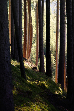 frigxd:  Wood II (by Jonas Lang)