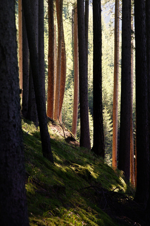 XXX frigxd:  Wood II (by Jonas Lang) photo