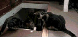 wurzgg:  Have a funny gif 2 hours before #LCS : Scumbag canon minion and Scumbag Cat
