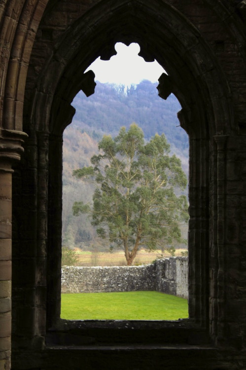 Winter at Tintern Abbey