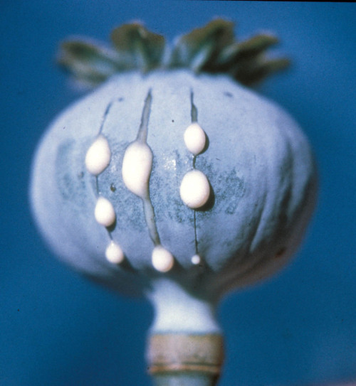 fernsandmoss:  Papaver somniferum (opium poppy) with slits showing exuding latex 