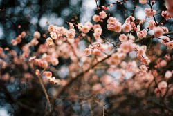 This Is La Vie En Rose