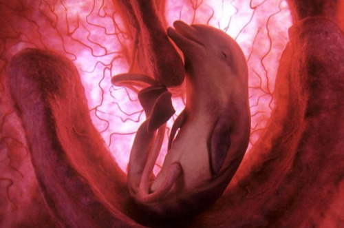 escapekit: In The Womb  These amazing photos of baby animals in the womb were captured by 