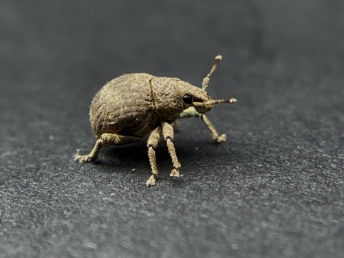 Its Weevil Wednesday