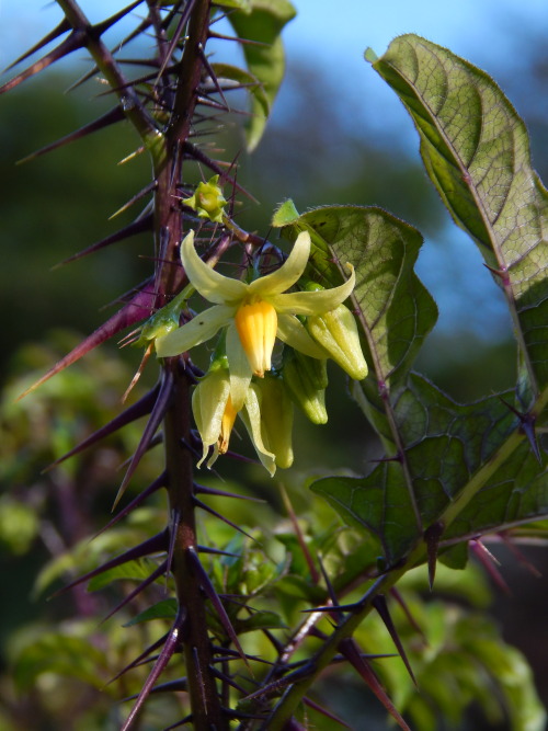 Solanum atropurpureum, koiso