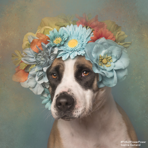 culturenlifestyle:  French Photographer Stands Up For Animal Rights Through “Pit Bull Flower Power” Project Sophie Gamand is a French photographer and animal rights advocate based in New York city. Since 2010, her award-winning work has focused on