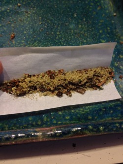 t-rex4200:  my morning spliff. purple paula,