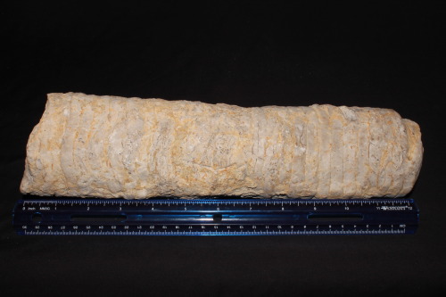 arockmaniac:Foot-long section of a large straight shelled nautiloid, both sides and end view showing