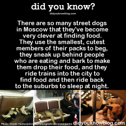 did-you-kno:  There are so many street dogs in Moscow that they’ve become very clever at finding food. They use the smallest, cutest members of their packs to beg, they sneak up behind people who are eating and bark to make them drop their food, and