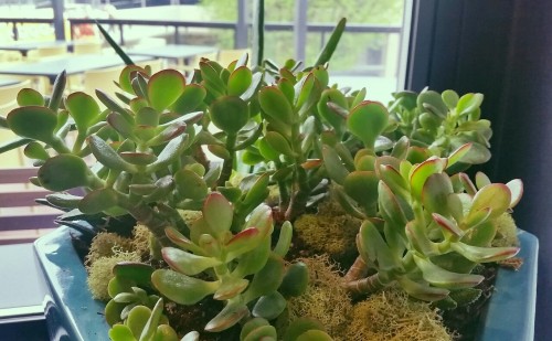 jade plant