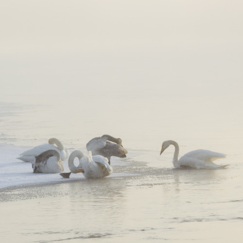 Foggy day with majestic friends, swan family and mallards chilling. I managed to take a video of the