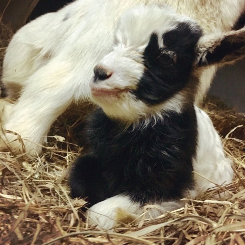 New year,new babies! 4 little ones born New Year&rsquo;s Eve and New Year&rsquo;s Day.