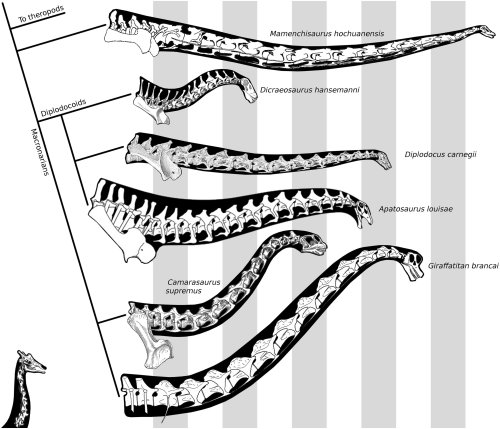 Dinosaur Cladograms, Part 1:  Evolution of the dinosaurs and their ilk.01 - Crocodilians and relativ