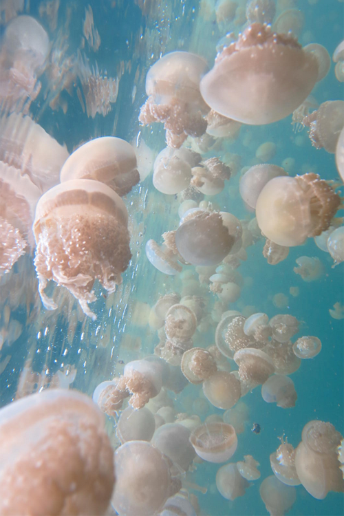 mbainternexperience:  Infinite jellies! 