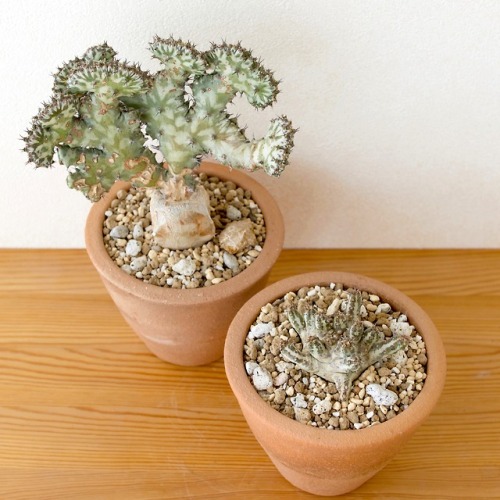 Euphorbia horwoodii  S.Carter &amp; Lavranosnormal form &amp; grafted cristate form