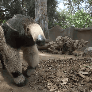 sdzoo:  The giant anteater’s sense of smell is 40x more powerful than ours.