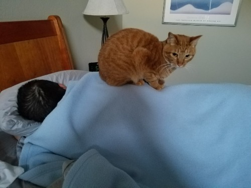 reelaroundthedavekan: Firefly thinks I make a comfy spot when I sleep. @mostlycatsmostly