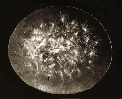 iamjapanese:TAIRA Ryuji（平竜二 Japanese, b.1960）﻿Platinum Palladium Print on Japanese Gampi Paper   via