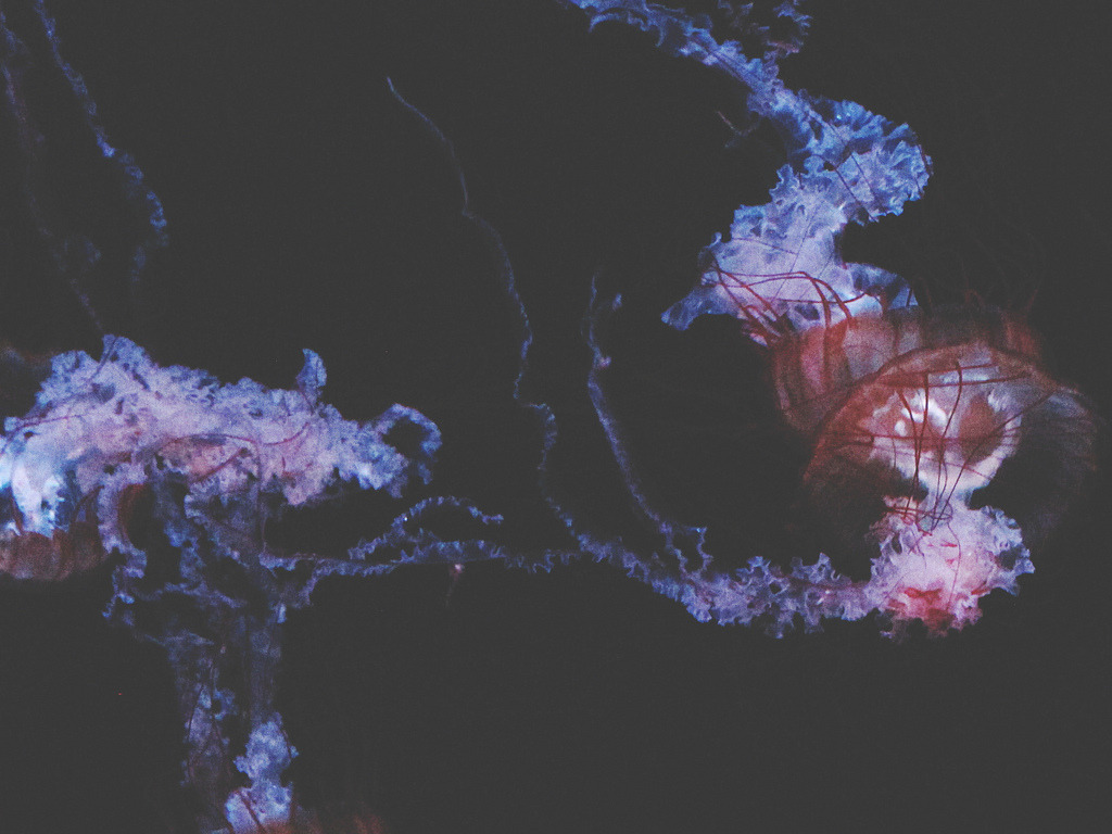 0blivia:  Floaty (by bellydnce1103) 
