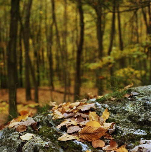 “Autumn…the year’s last, loveliest smile.“― William Cullen BryantPhoto credit: © 