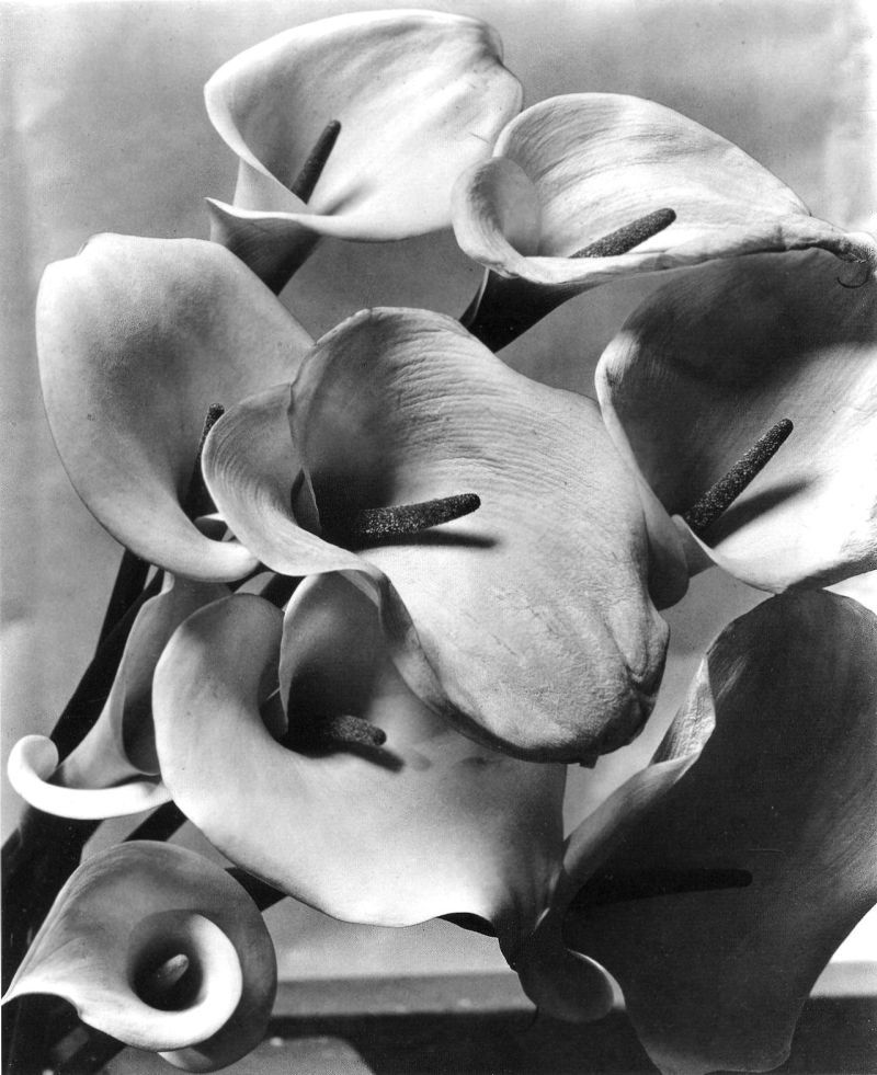 martacarallas:  &ldquo;Callas&rdquo;, c.1925 © 2014 Imogen Cunningham Trust
