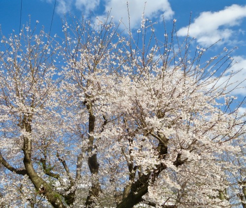 Loveliest of TreesLoveliest of trees the cherry nowIs hung with bloom along the boughAnd stands abou