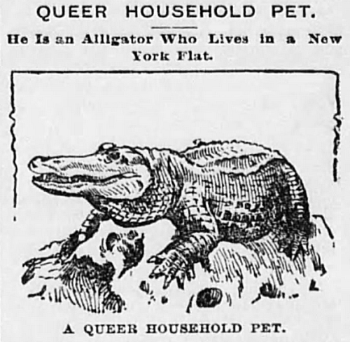 garbage-empress:yesterdaysprint:Perrysburg Journal, Ohio, May 18, 1895having a full grown alligator 