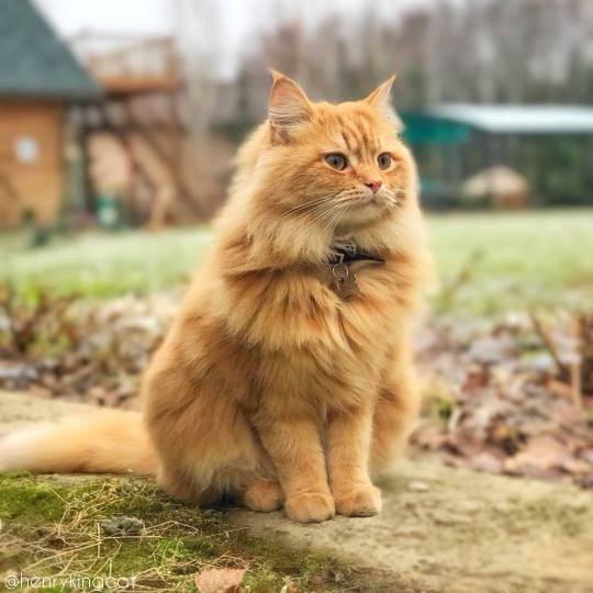 blaquestbird: aww-so-pretty:   This Siberian cat is a majestic forest king. 😍🌳    It’s like a little baby lion 