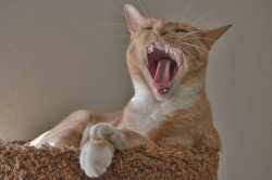 derpycats:  caught him mid yawn