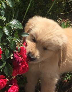 justmeandgracie:  Gracie , 8 wks , Before