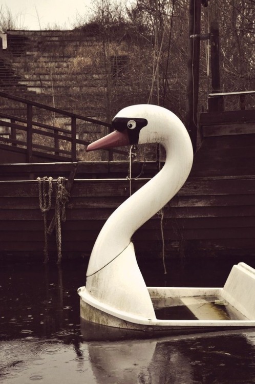 The Swans of Spreepark