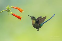 earthlynation:  Violet Tailed Sylph. Photo by J. Uriarte 