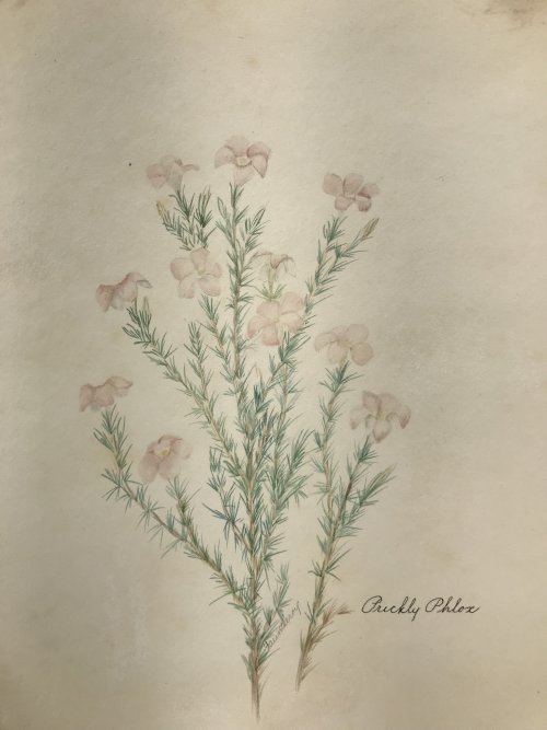 “Prickly Phlox” (Linanthus californicus), Sophie H. Fauntleroy, 1937Watercolor and pencil on paperTo