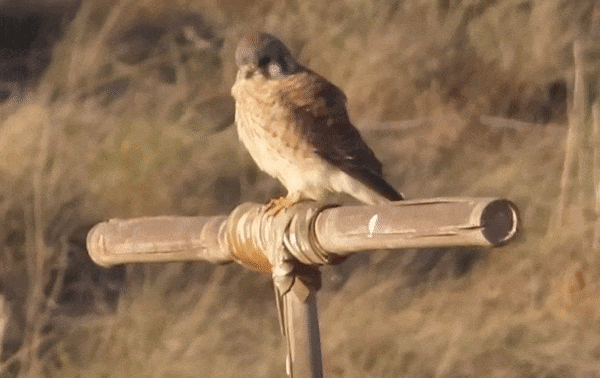 American Kestrel (Falco Sparverius)