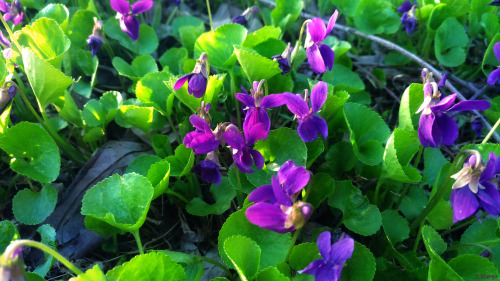 . 24. Viola Ambigua. May 24.