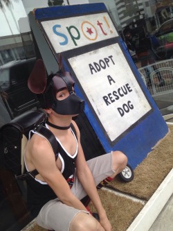 pupbrewstr:  Pup Sox… I’m definitely a rescue Pup too. Wonder who is going to adopt me?