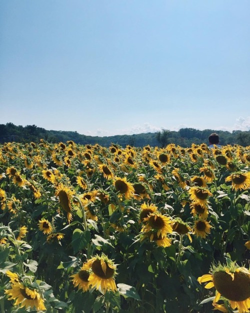 Sights like this make life worth living. #littlethings #nature #sunflowers #flowers #view #farm #(at