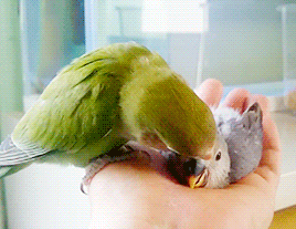 eruditionanimaladoration:tootricky:Baby lovebird grooming time (source)