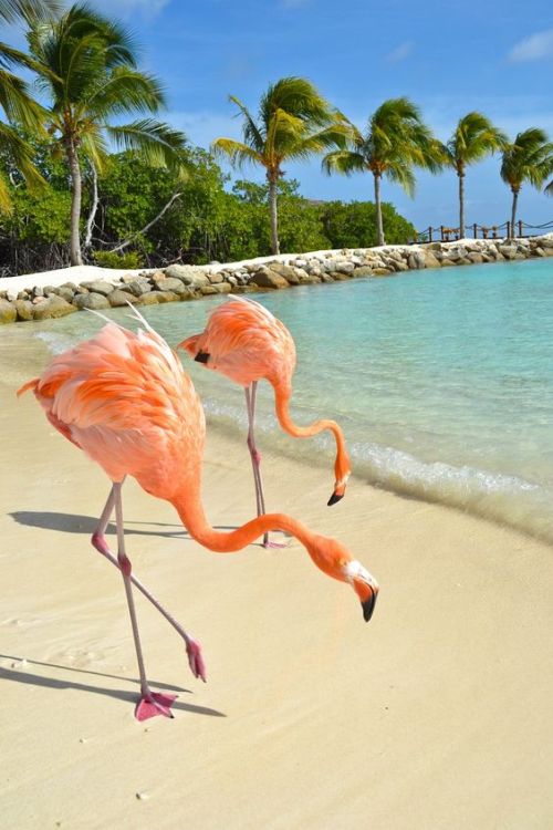 travelingpage: Flamingo Beach | Aruba Cant wait!