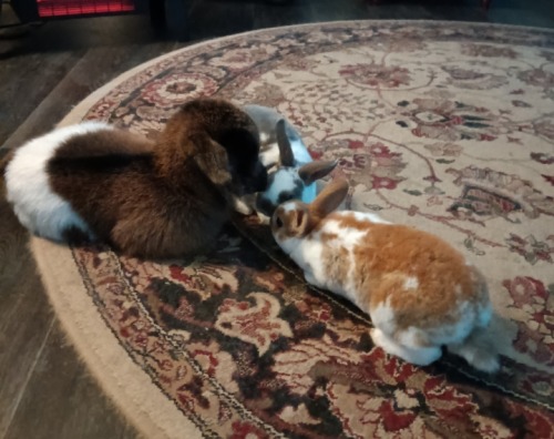My BB House Goat Neli Kits (was Abandoned By Mother) And The Queen Of The House Tawny The Cat And The
