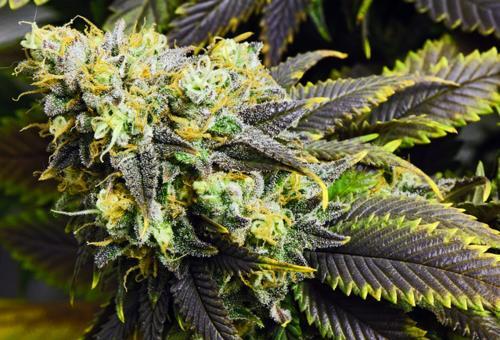 weedporium:  Weedporium:Weed &amp; Rap
