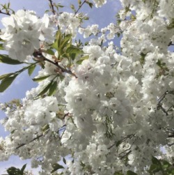 catswithjournals:  this blossom makes me so happy 🌸 also my blog hit 1k today what the heck!!!! i love u all so much 🌟🌟🌟