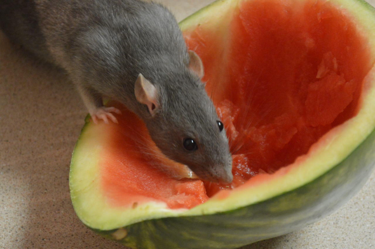 blobratcentral:  The horrifying red jowls of a watermel-urderer. 