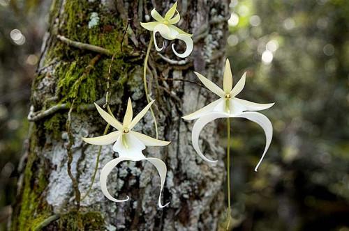 moonfall-requiem: The Ghost Orchid Dendrophylax lindenii (syn. Polyrrhiza lindenii), a.k.a. the ghos