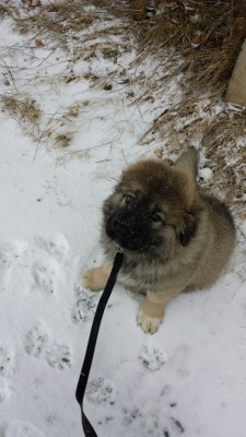 little-bear-dog:  Snow Day!!