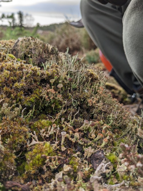 So My Friend Introduced Me To The Wonders Of Photographing Lichens And Mosses Like They Themselves Are