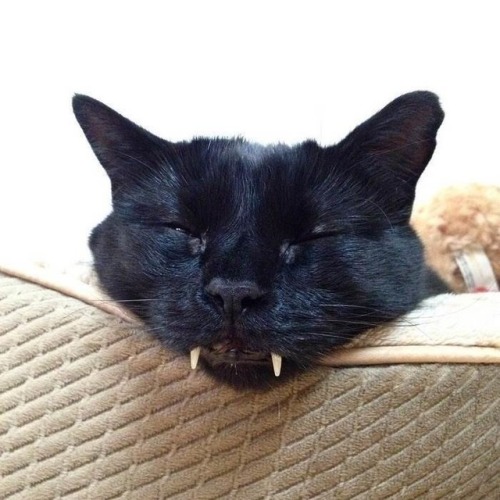 chubbycattumbling:Vampire Cat!