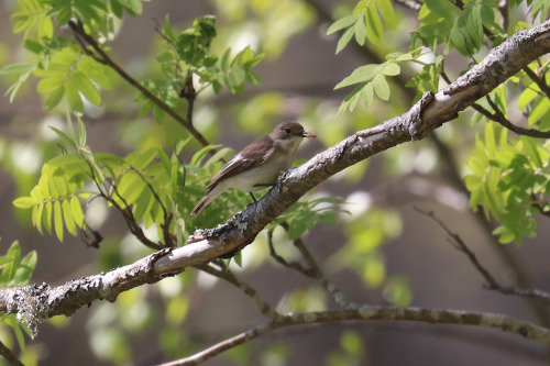 Busy birds with families to provide for. European pied flycatcher/svartvit flugsnappare, Eurasian nu