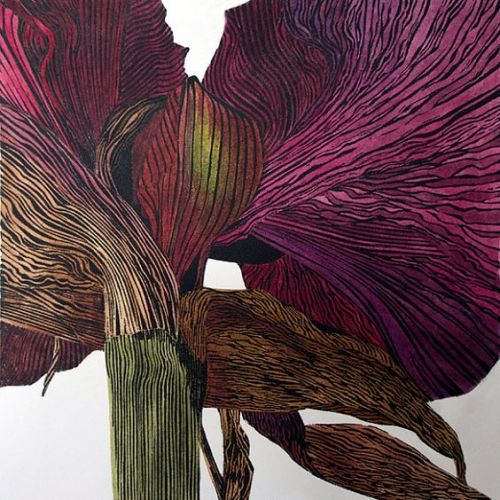 Irene Helen MacKenzie     Dark amaryllis lino print