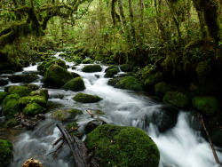 earthporn-org:  Duffy Creek in Victoria Forest